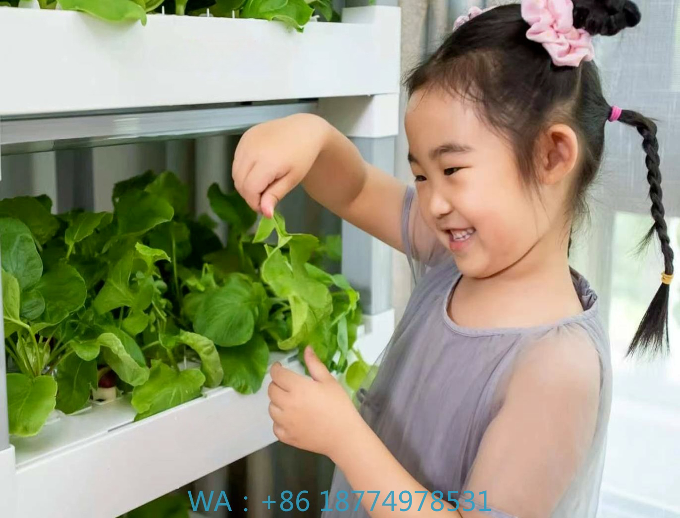 nt China Hydrokultur Grow Box  - Diy Home Automation System ulasan dan harga
