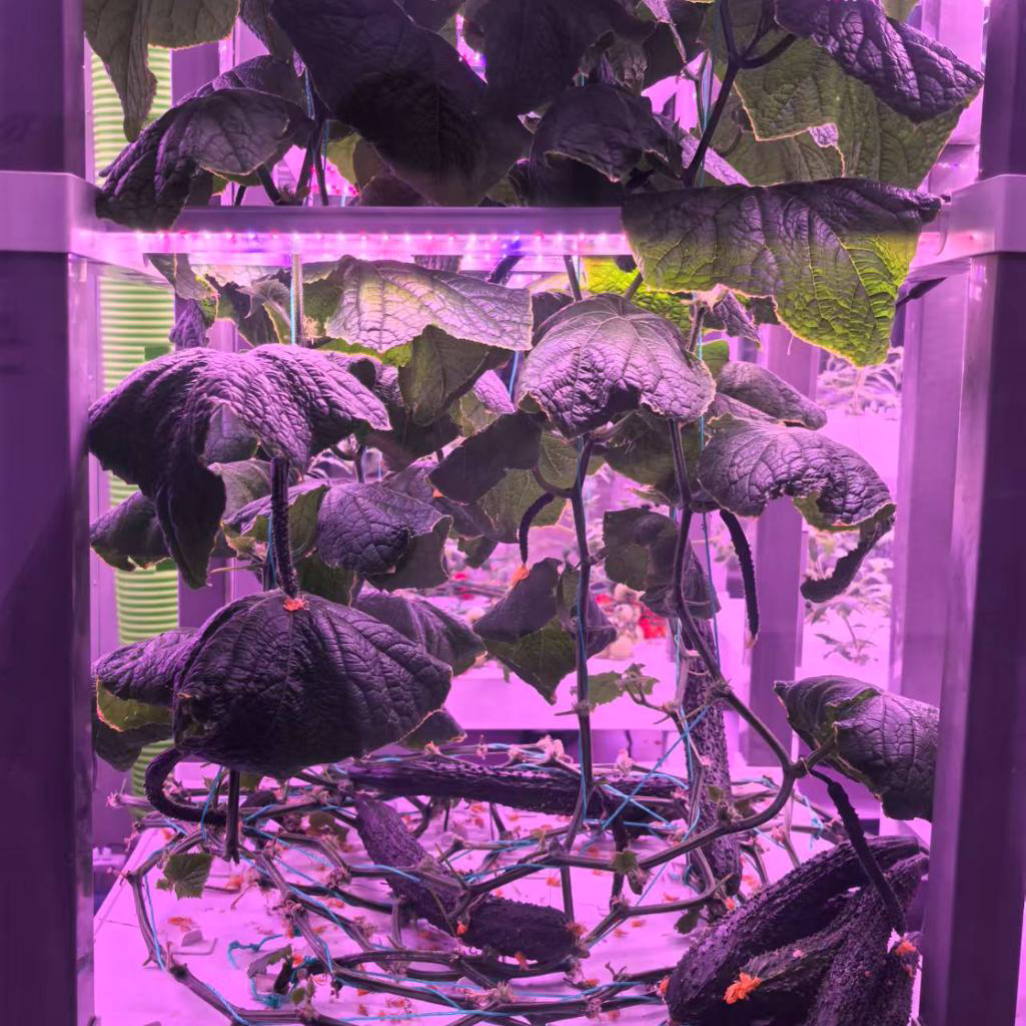 nt China Hydrokultur Grow Box  - Diy Home Automation System ulasan dan harga